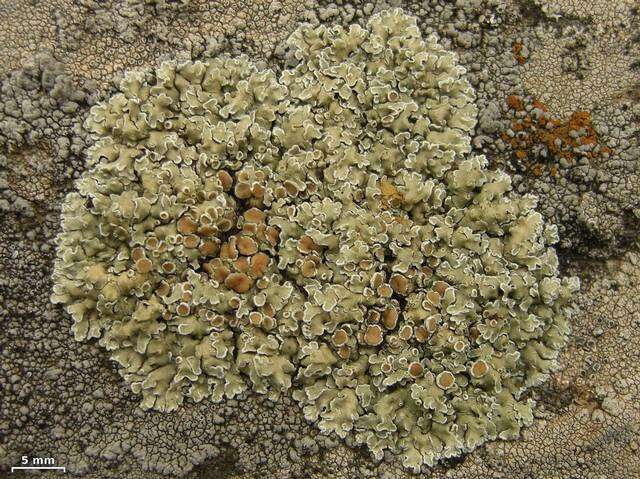 Image of <i>Lecanora muralis</i> (Schreber) Rabenh.