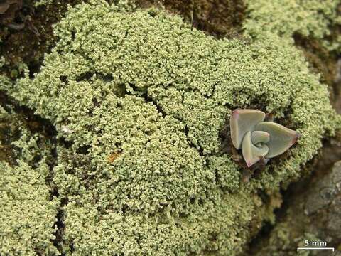 Image of Cottonthread lichens