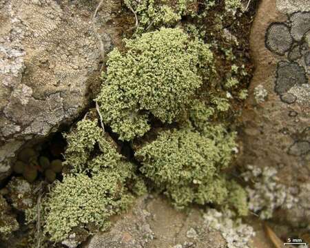 Image of Cottonthread lichens