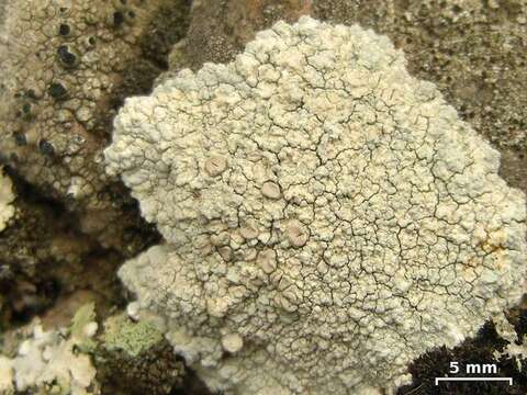 Image of rim lichen