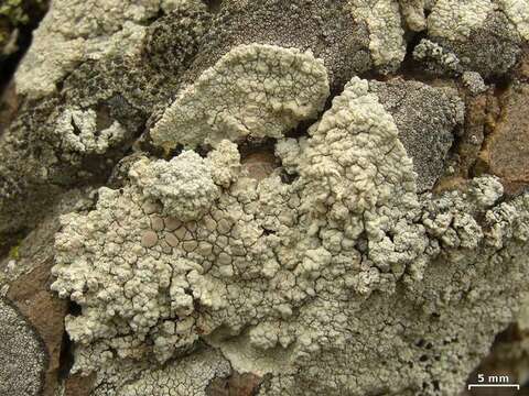 Image of rim lichen