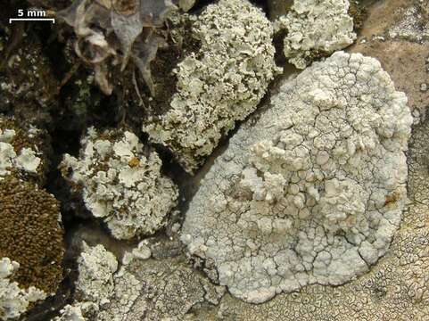 Image of rim lichen