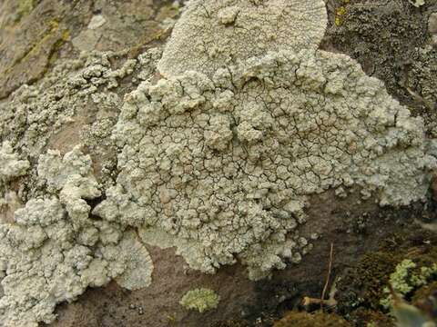 Image of rim lichen