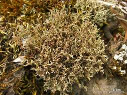 Image of cup lichen