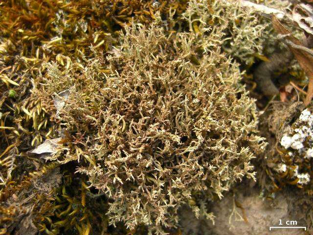 Image of cup lichen