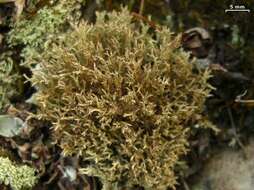 Image of cup lichen