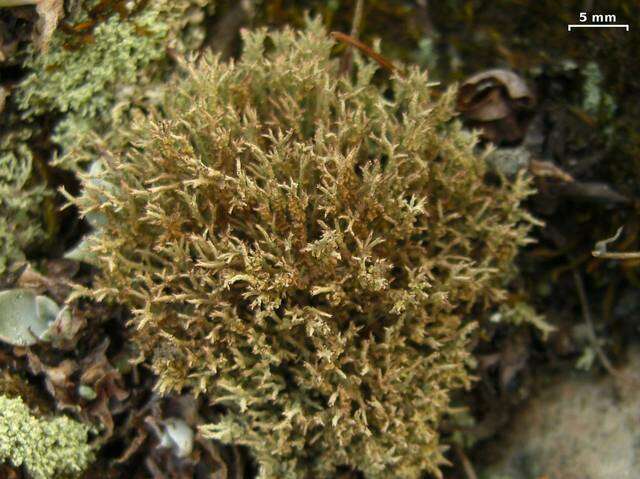 Image of cup lichen