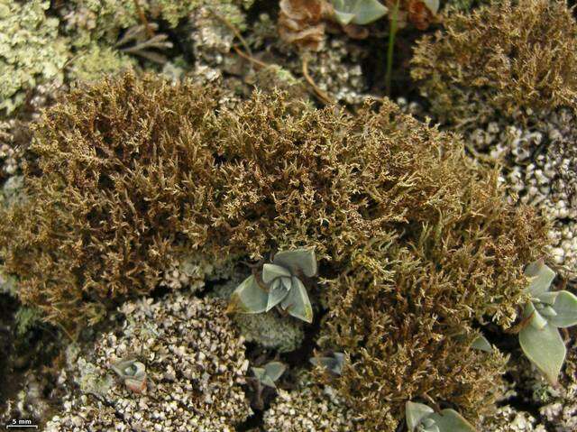 Image of cup lichen