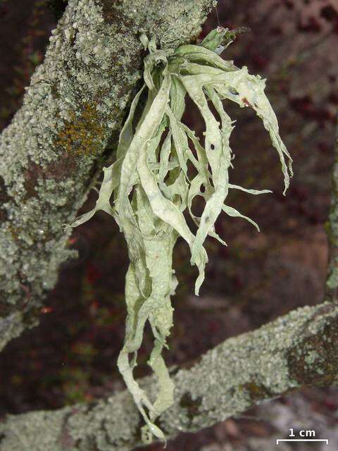 Imagem de Ramalina leptocarpha Tuck.