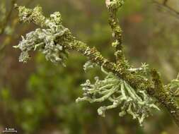 Image of niebla lichen