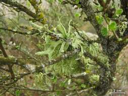 Image of cartilage lichen