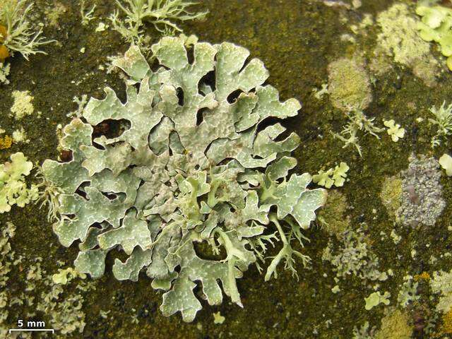 Image of shield lichen