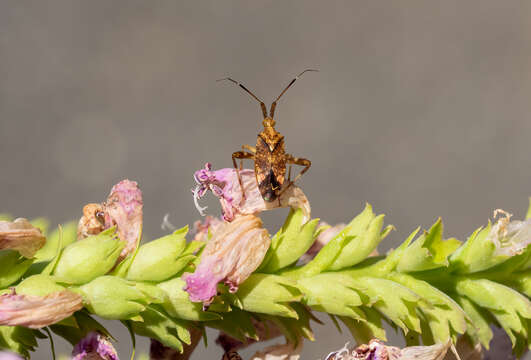 Image of Clouded plant bug