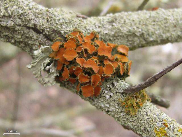 Image of teloschistes lichen