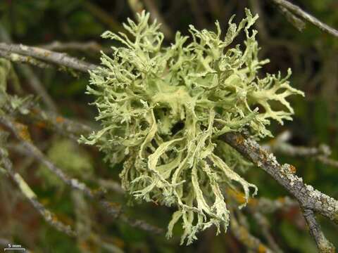 Image of ring lichen