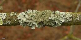 Image of shield lichen