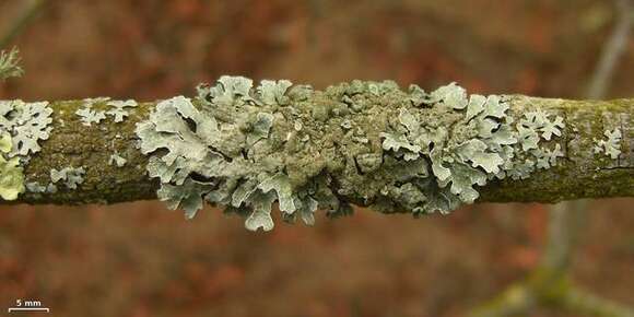 Image of shield lichen