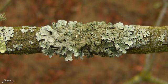 Image of shield lichen