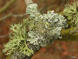 Image of shield lichen