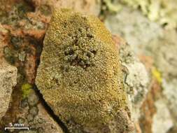 Image of mountain lichen