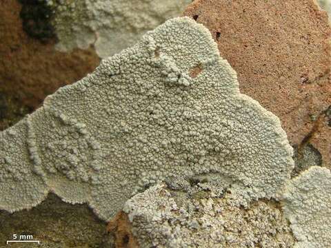 Image of rim lichen