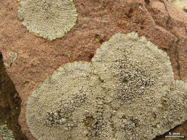 Image of mountain lichen