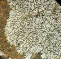 Image of mountain lichen