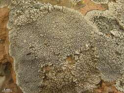 Image of mountain lichen