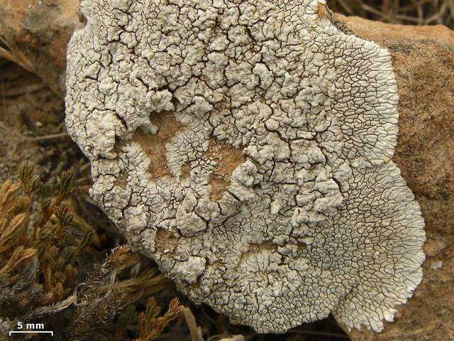 Image of mountain lichen