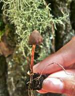 Image of Psilocybe fagicola R. Heim & Cailleux 1959