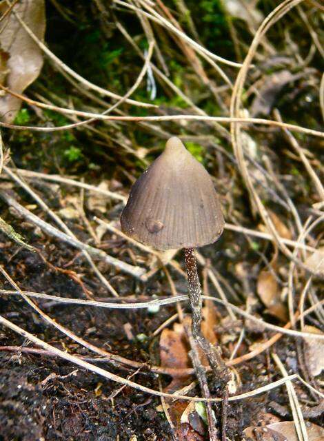 Image of Psilocybe fagicola R. Heim & Cailleux 1959