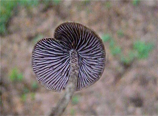 Image of Psilocybe fagicola R. Heim & Cailleux 1959