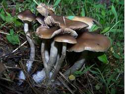 Image of Psilocybe ovoideocystidiata Guzmán & Gaines 2007