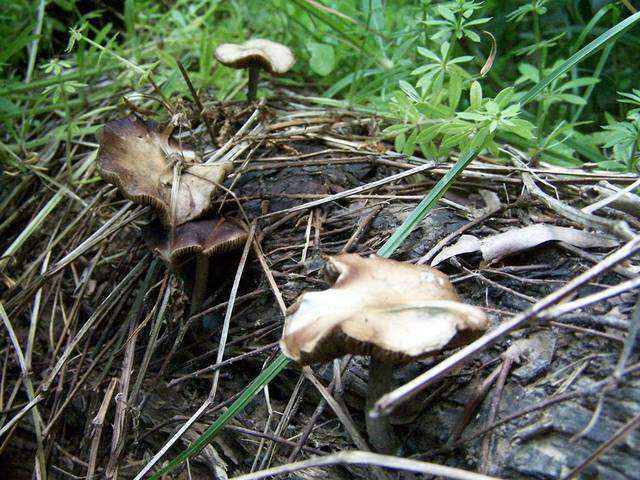 Image of Psilocybe ovoideocystidiata Guzmán & Gaines 2007