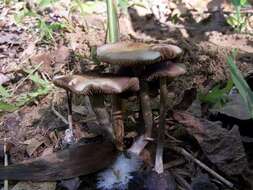 Image of Psilocybe ovoideocystidiata Guzmán & Gaines 2007