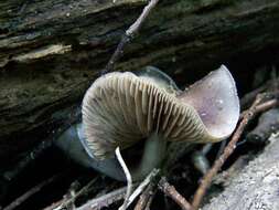 Image of Psilocybe ovoideocystidiata Guzmán & Gaines 2007