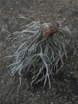 Image of roccella lichen