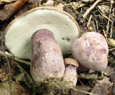 Imagem de Tylopilus plumbeoviolaceus (Snell & E. A. Dick) Snell & E. A. Dick 1941