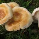 صورة Lactarius maculatipes Burl. 1942