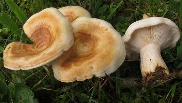 Слика од Lactarius maculatipes Burl. 1942