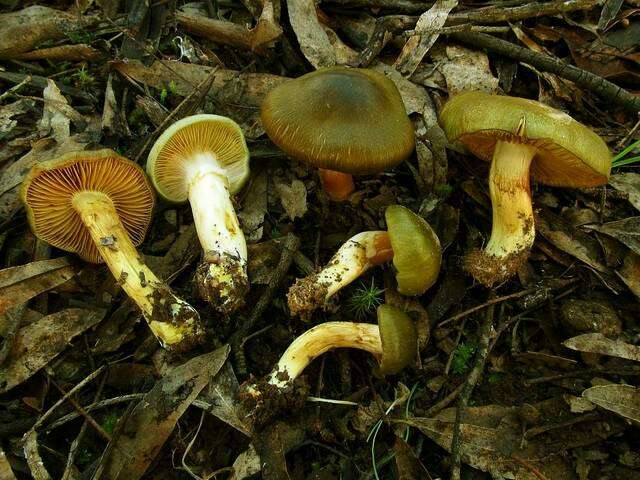 Image of Cortinarius austrovenetus Cleland 1928