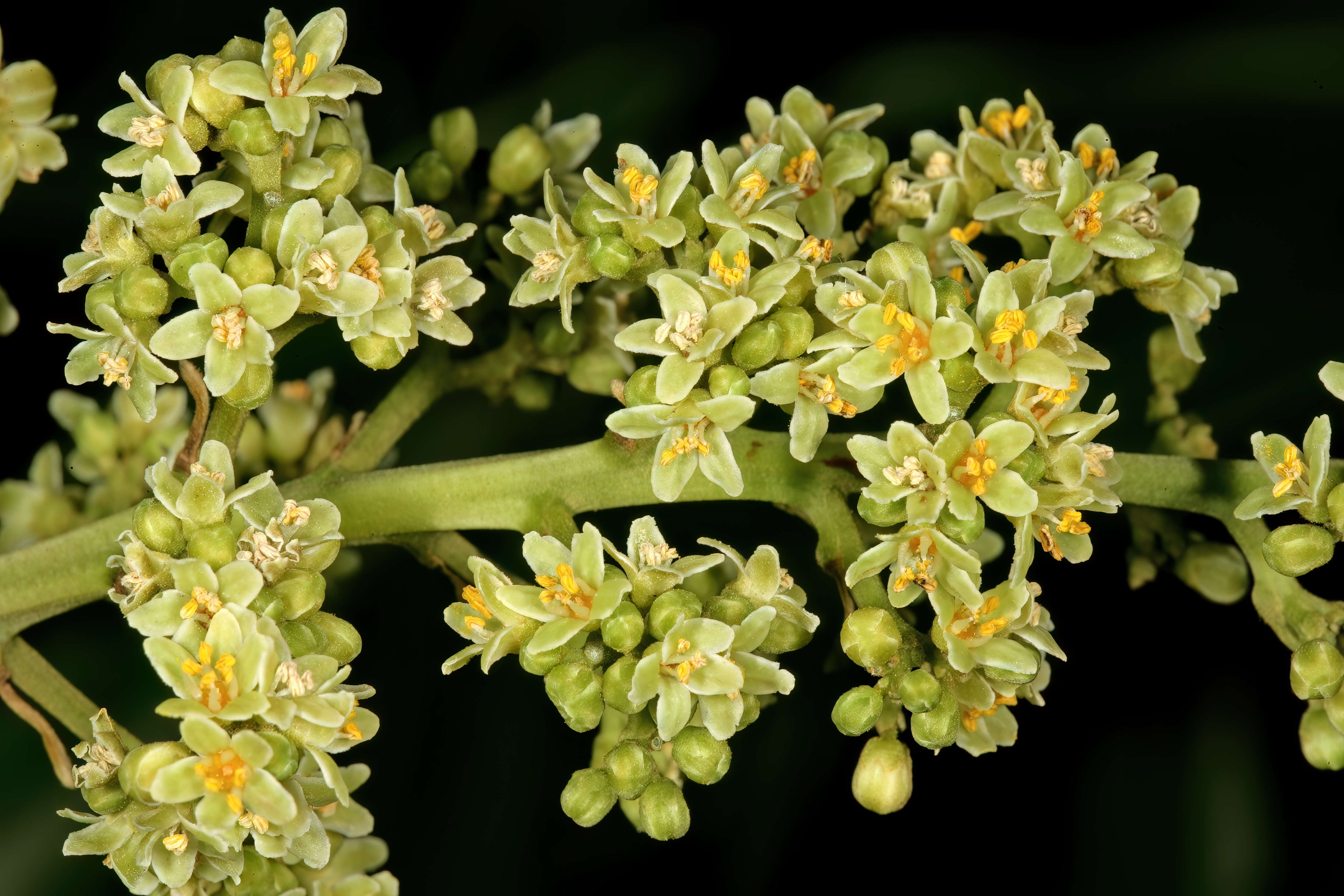 Image of Protorhus longifolia (Bernh.) Engl.