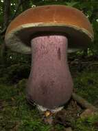 Imagem de Tylopilus plumbeoviolaceus (Snell & E. A. Dick) Snell & E. A. Dick 1941