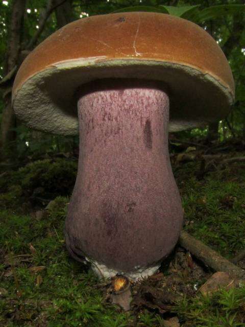 Image of Tylopilus plumbeoviolaceus (Snell & E. A. Dick) Snell & E. A. Dick 1941