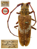 Image of Mecynippus