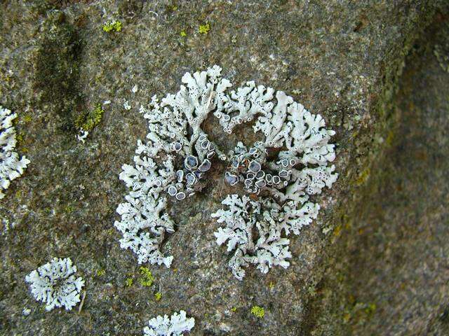 Image de Physcia stellaris (L.) Nyl.