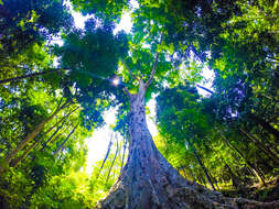 Image of Argus pheasant tree