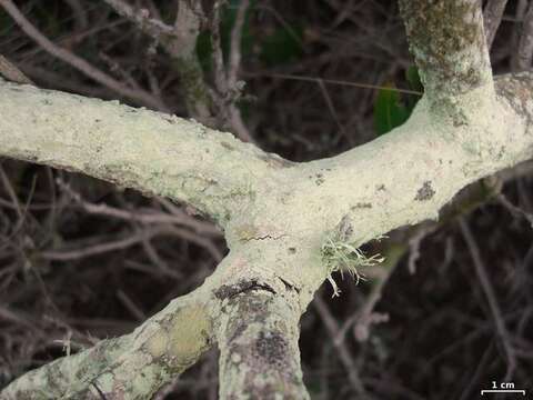 Image of rim lichen