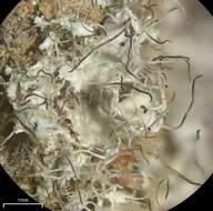 صورة Lecanoromycetidae