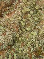 Image of Cladonia nashii Ahti